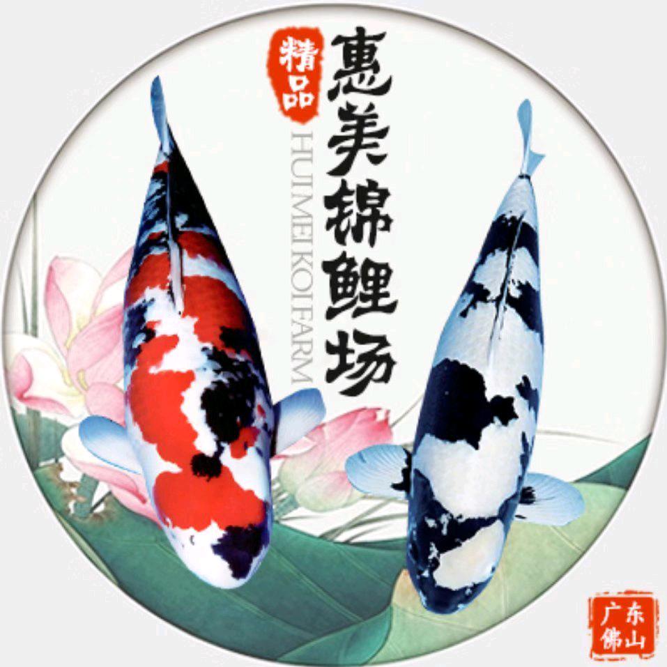 广东惠美锦鲤养殖场