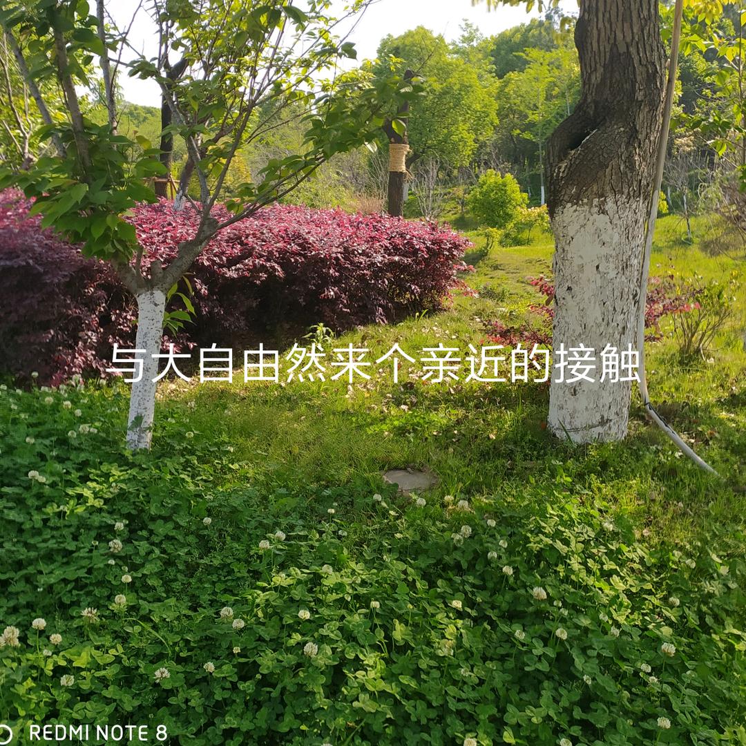 浮尘若梦