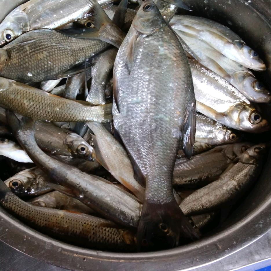 雄鹰