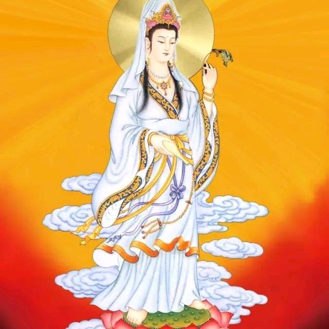 🌻🌹依🌺旧🌸涛🌼声🌹