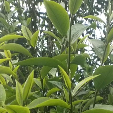 古茶之约