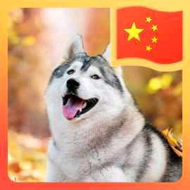 章鱼小丸子