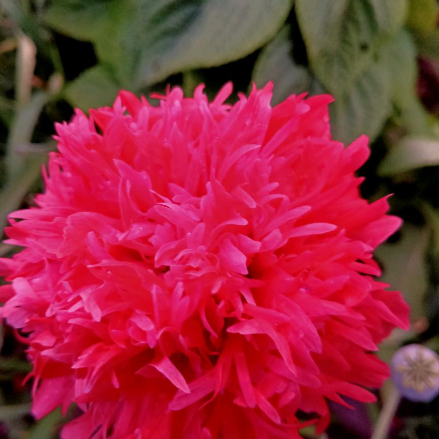 桂芹