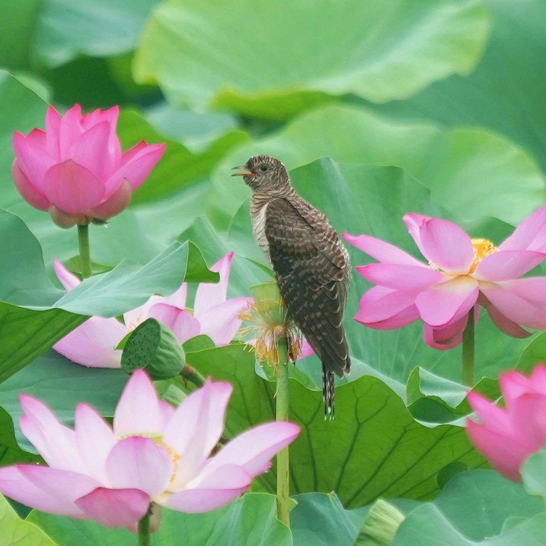 王龙