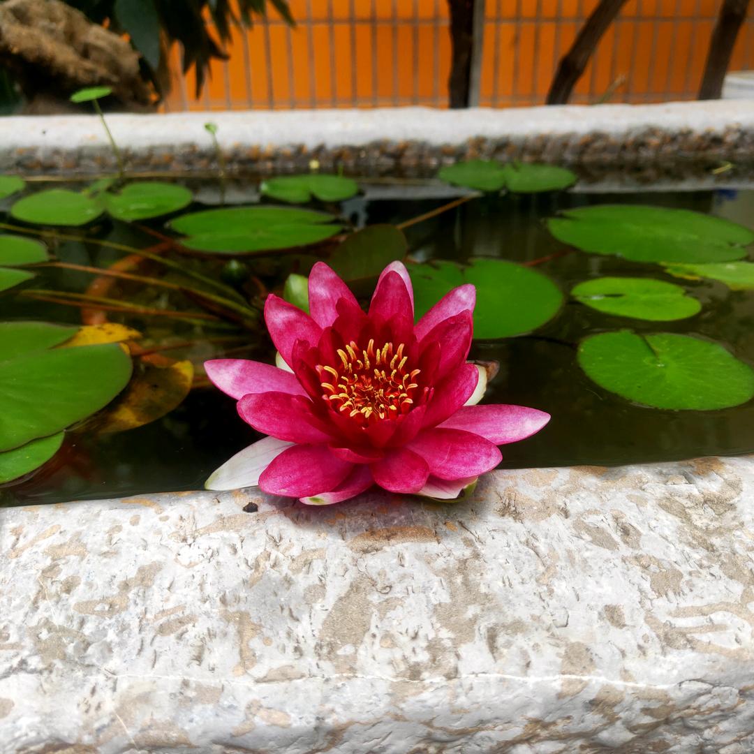 心静
