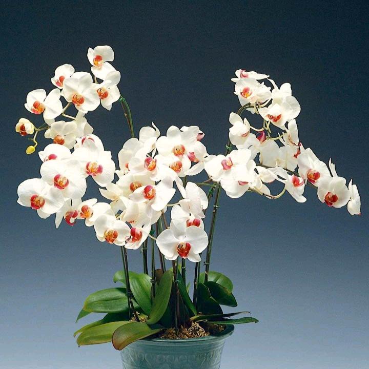 爱跳舞的奶奶👵