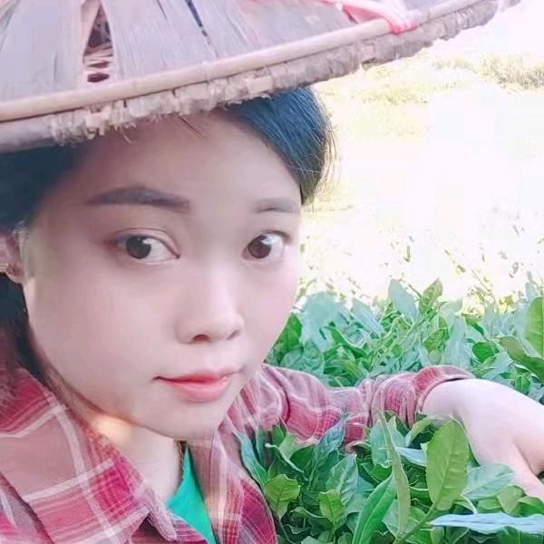 鸿运茶叶香