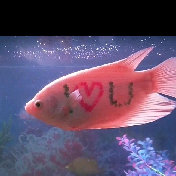 💞᭄时光若止🌺ོꦿ࿐