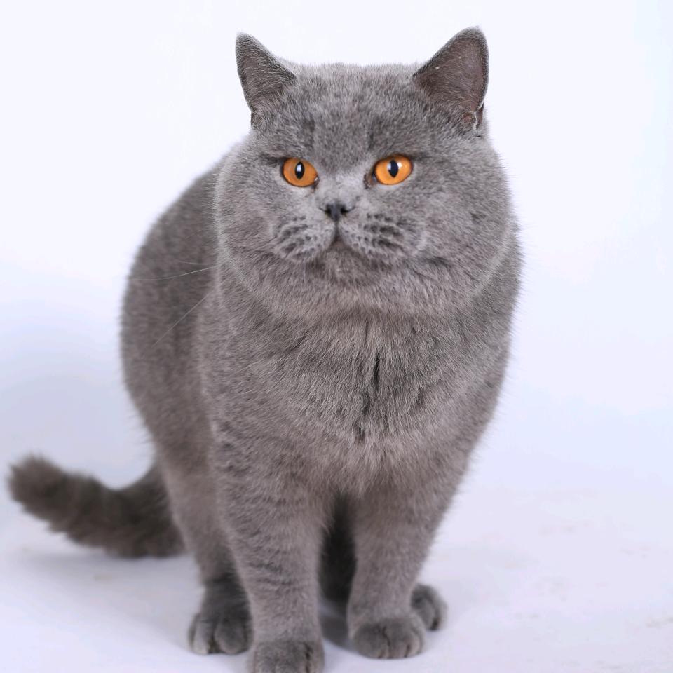 佐尔顿邢台森岸商贸有限公司宠物专卖店