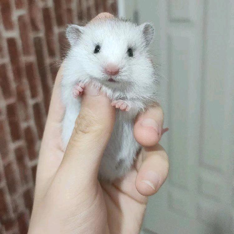 末末家养鼠舍