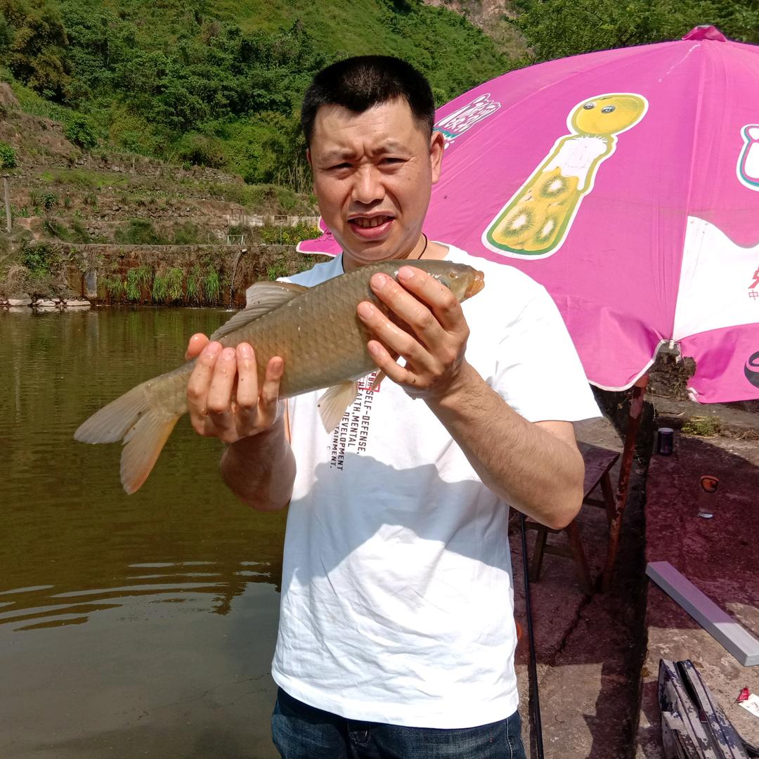 迎客松A