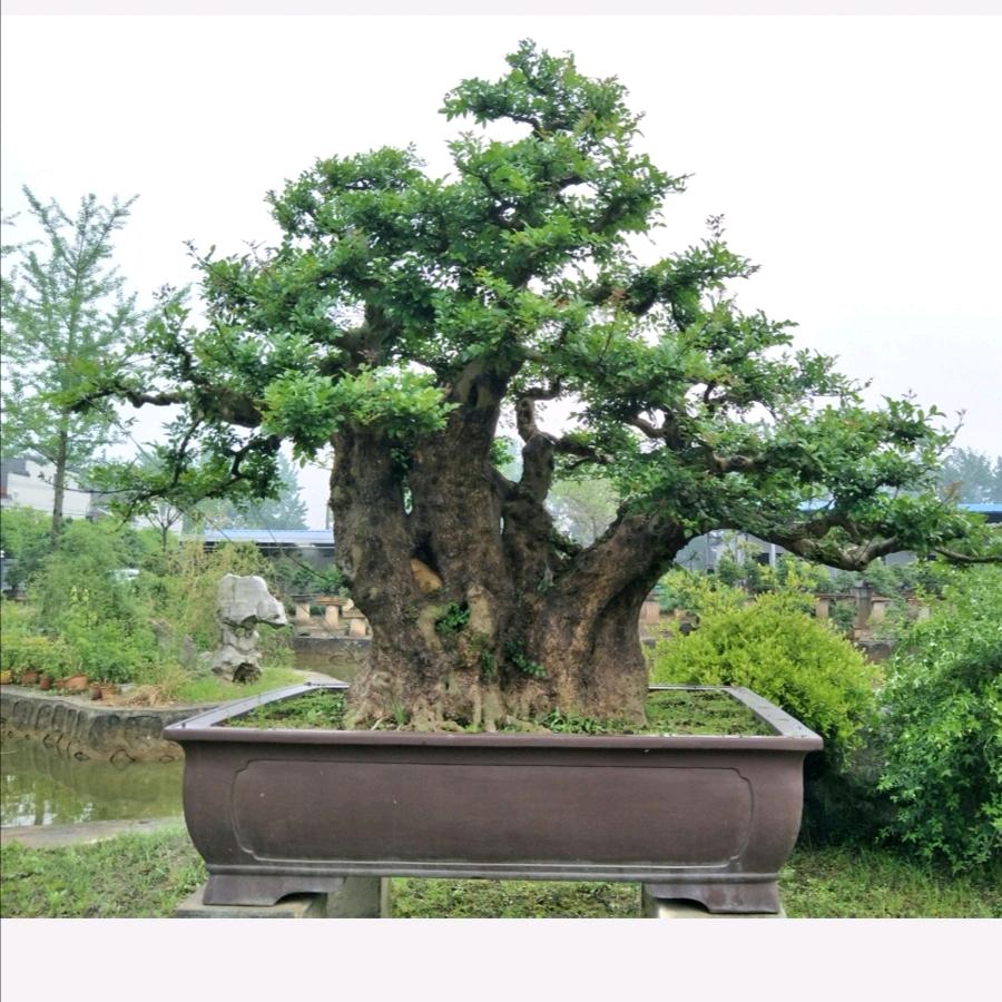 荆州凯宇盆景园