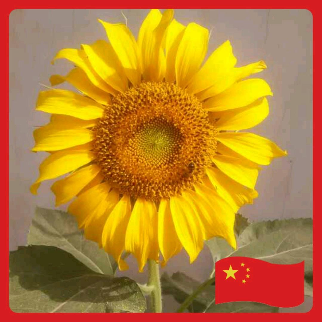 流落世间的尘埃