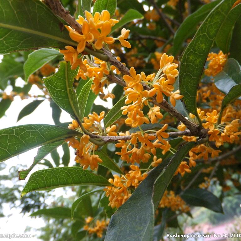 绿苑花卉