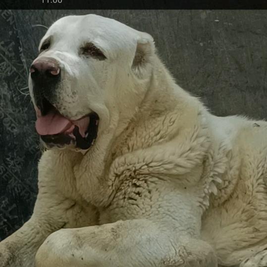 范县中亚牧羊犬爱好者