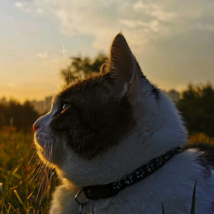 叁只猫