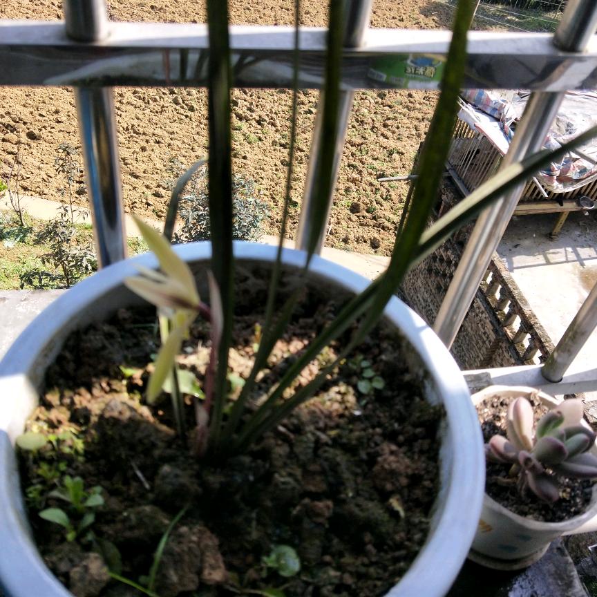 🐑🌜聪慧🌛🍁