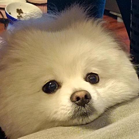 紫色小马