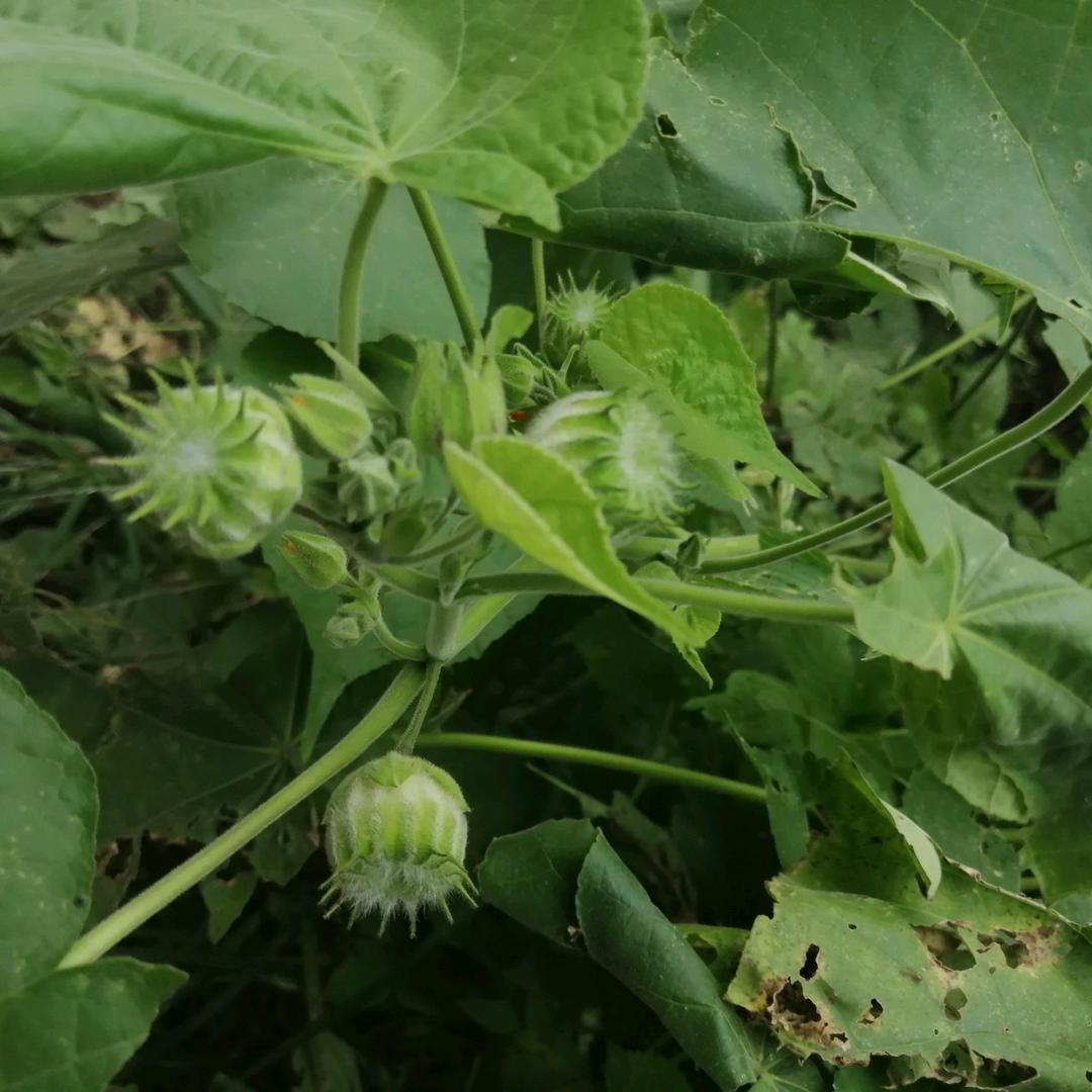 小树苗托管