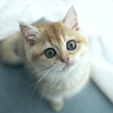 松果成长俱乐部