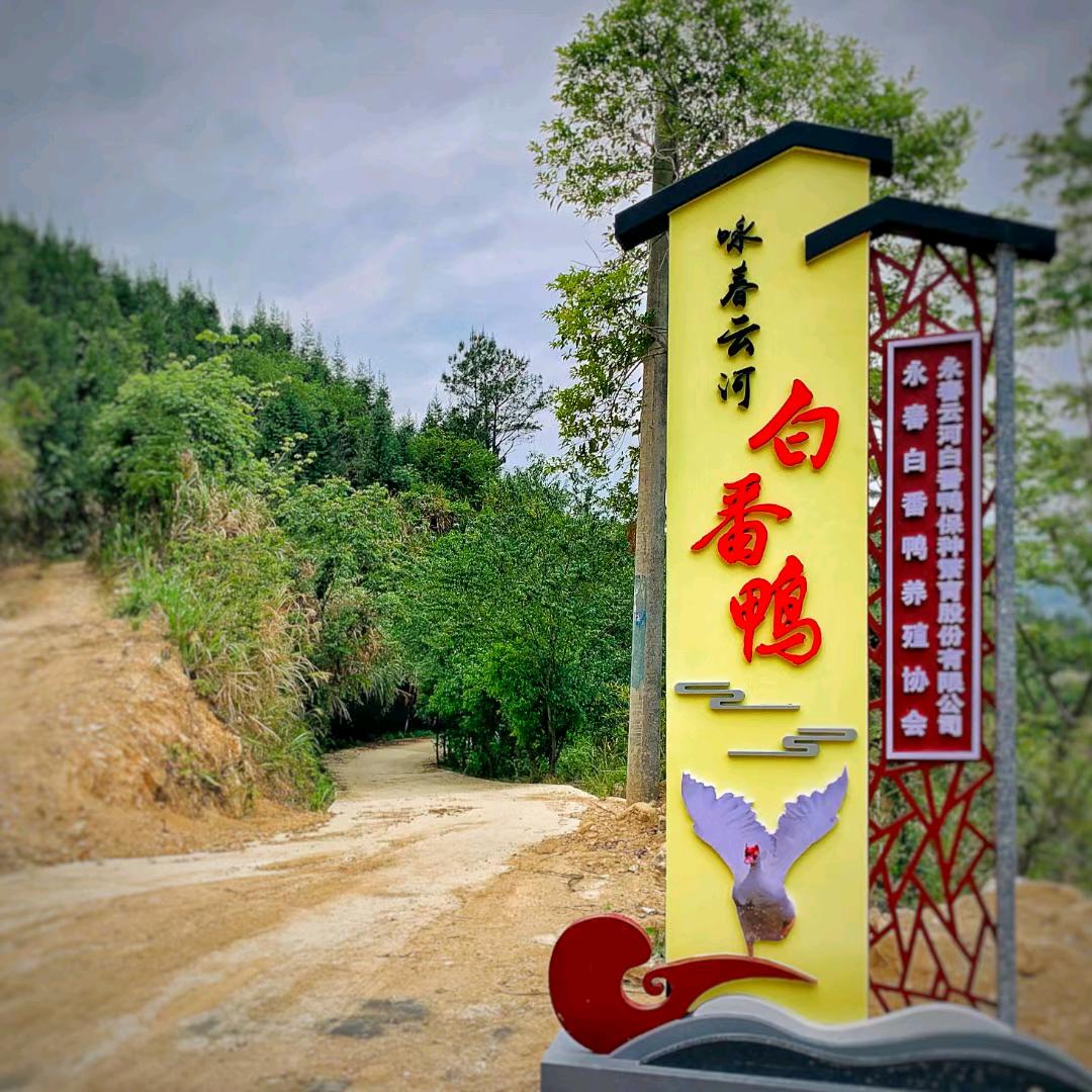 永春云河白番鸭