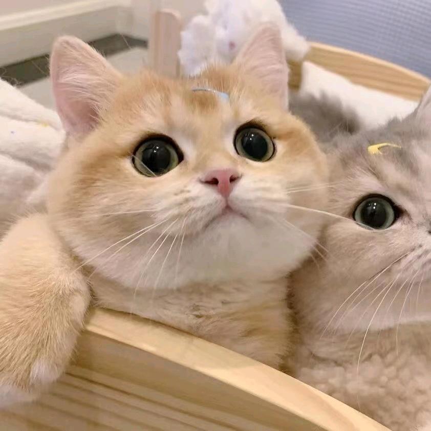 子芙💞