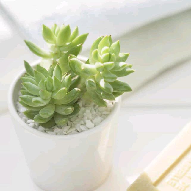 茗香飘苑