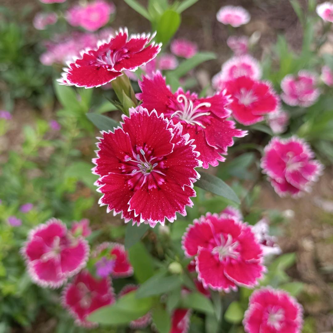 我傻傻的爱上你