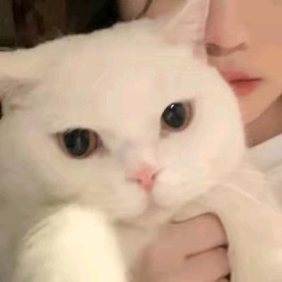 白阳