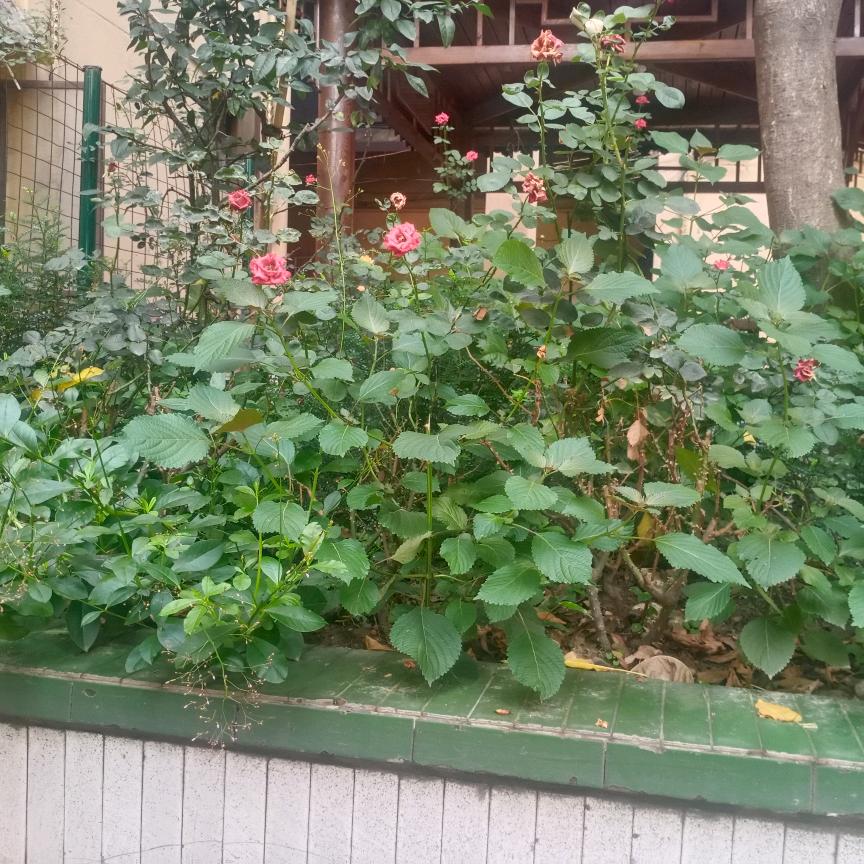 葬心葬爱葬灵魂