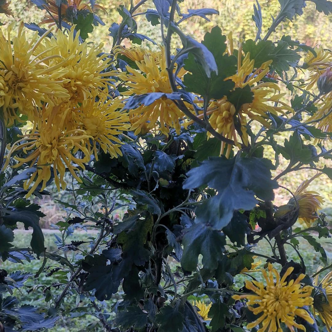 しゆううめ♥くに