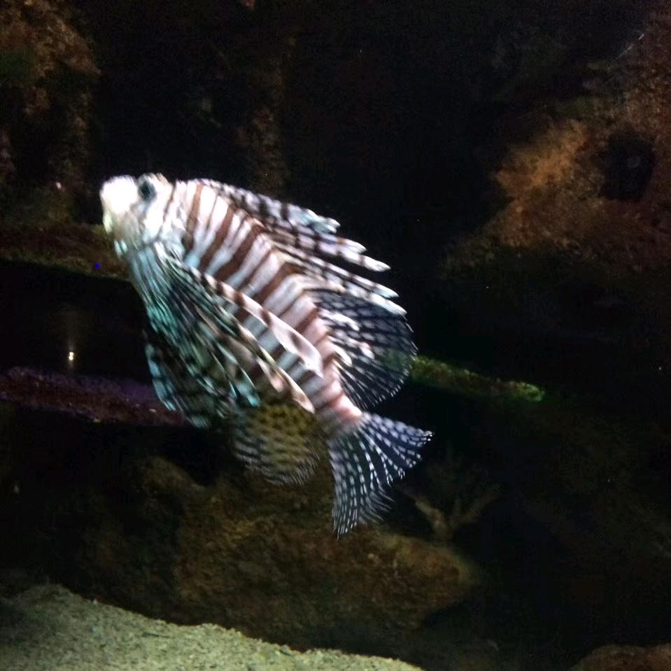 心中的日月