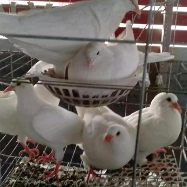 鸽子情报站