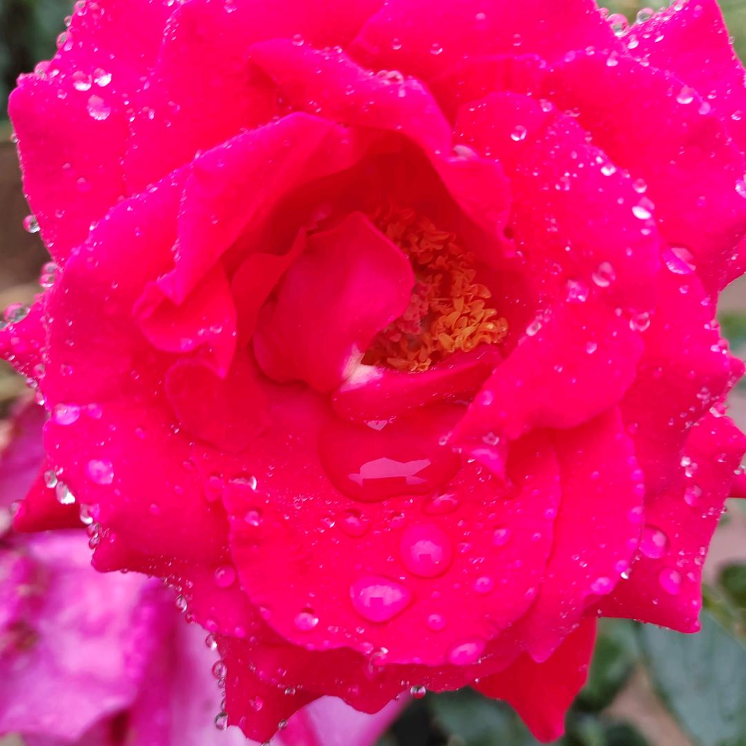 🌹雪莲🌹