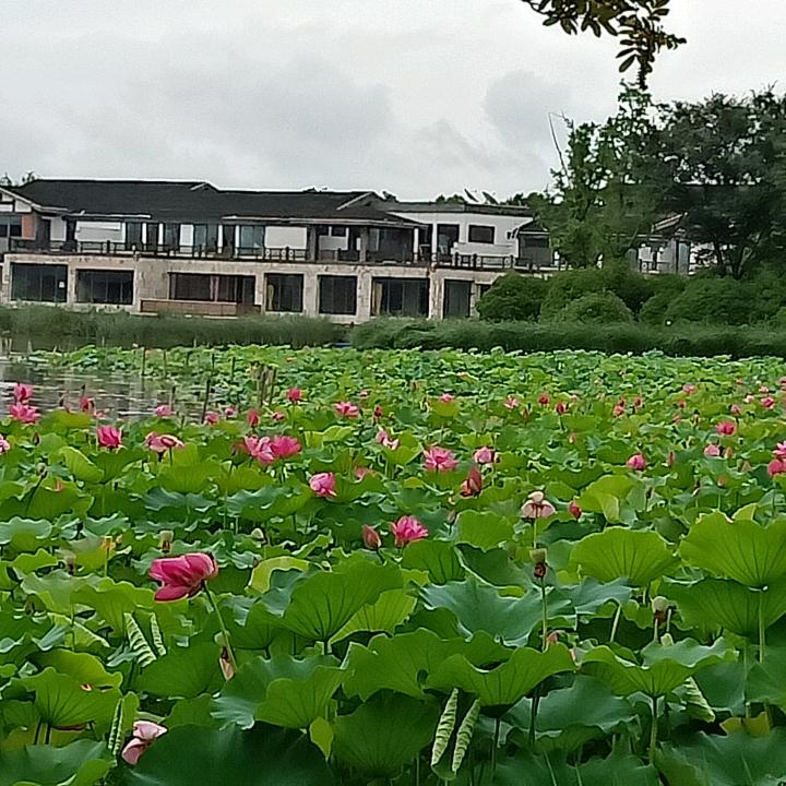 荷