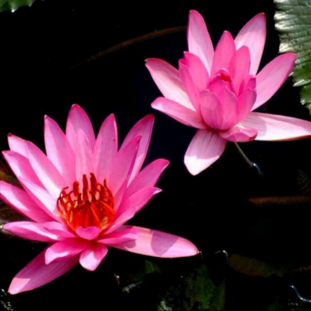 芳