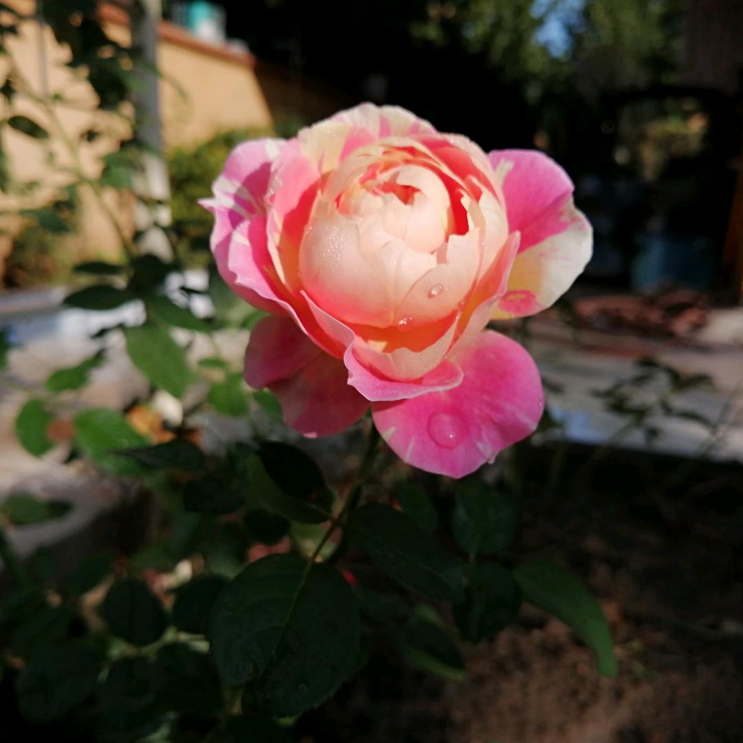 爱种花的小龙女