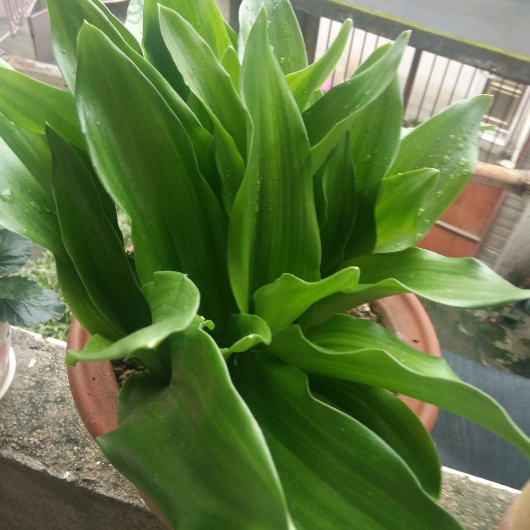 山里的葉叔
