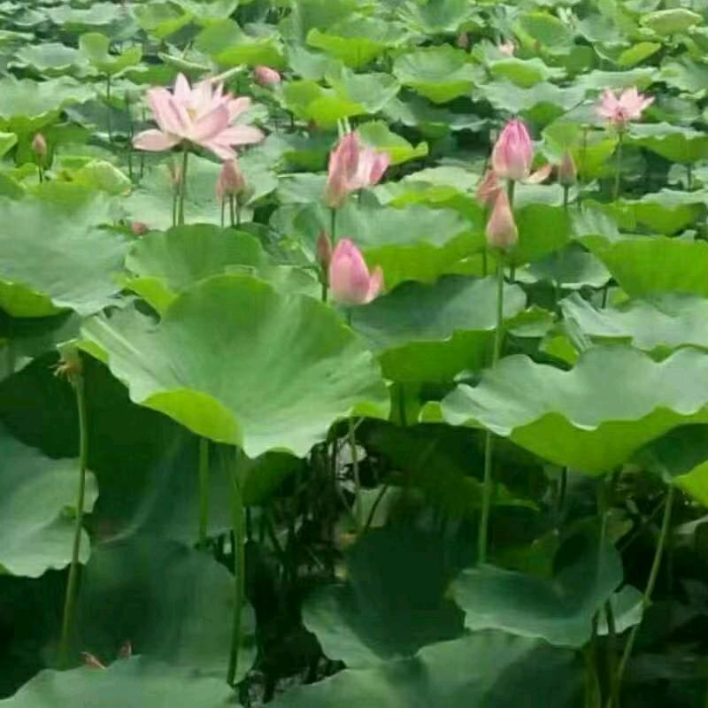 曾经的丽丽姐