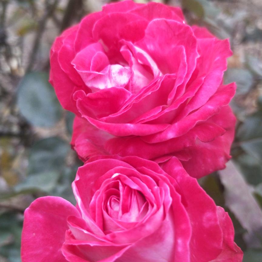 数一数🌹🌹🌹