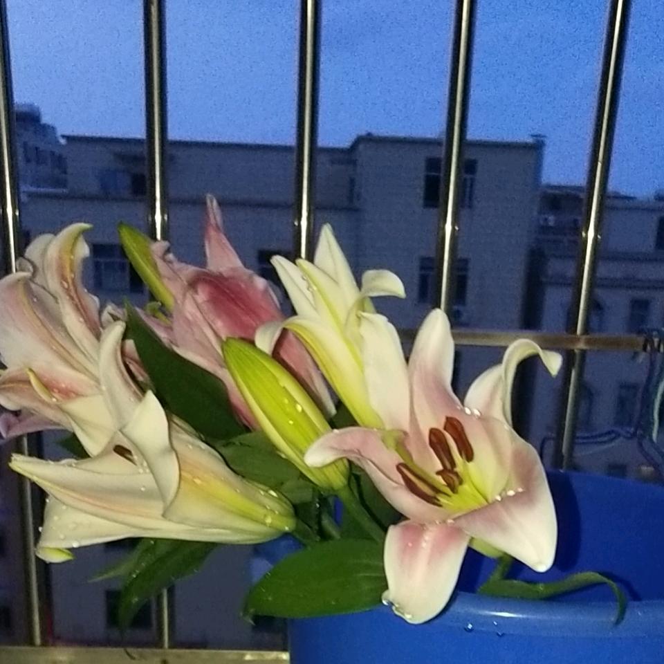 洋洋。