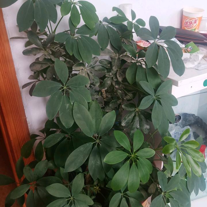 思念的一个人