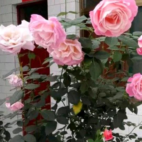 💗蜕变💗