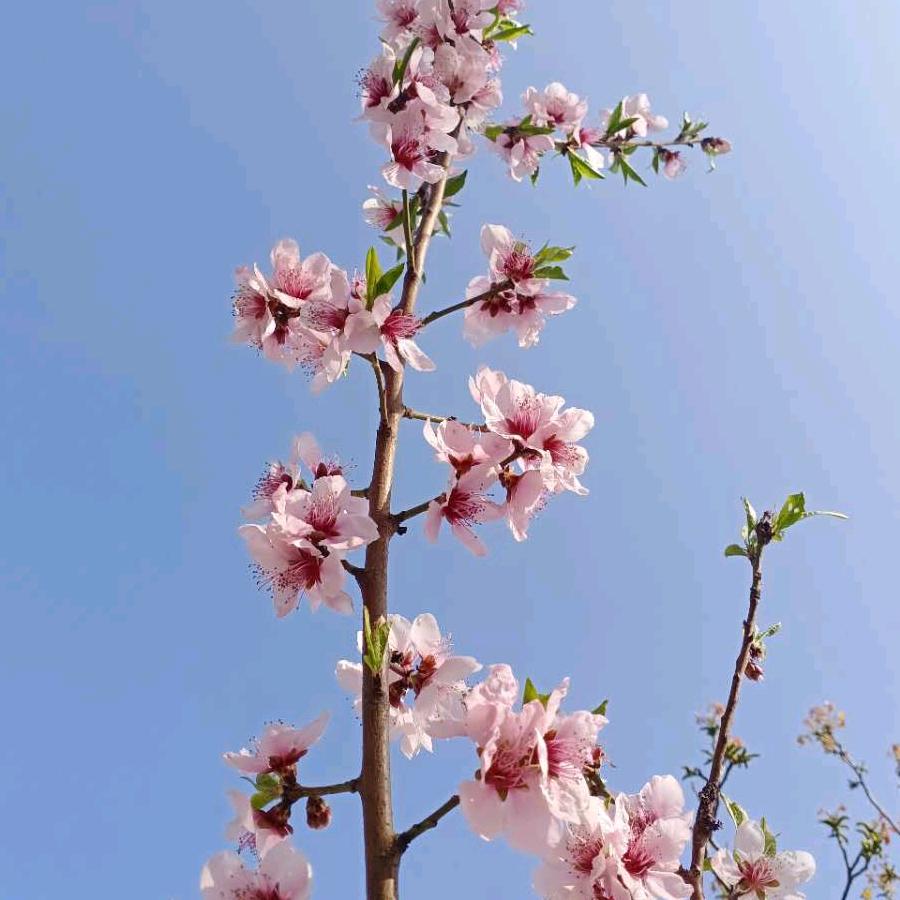 张苓