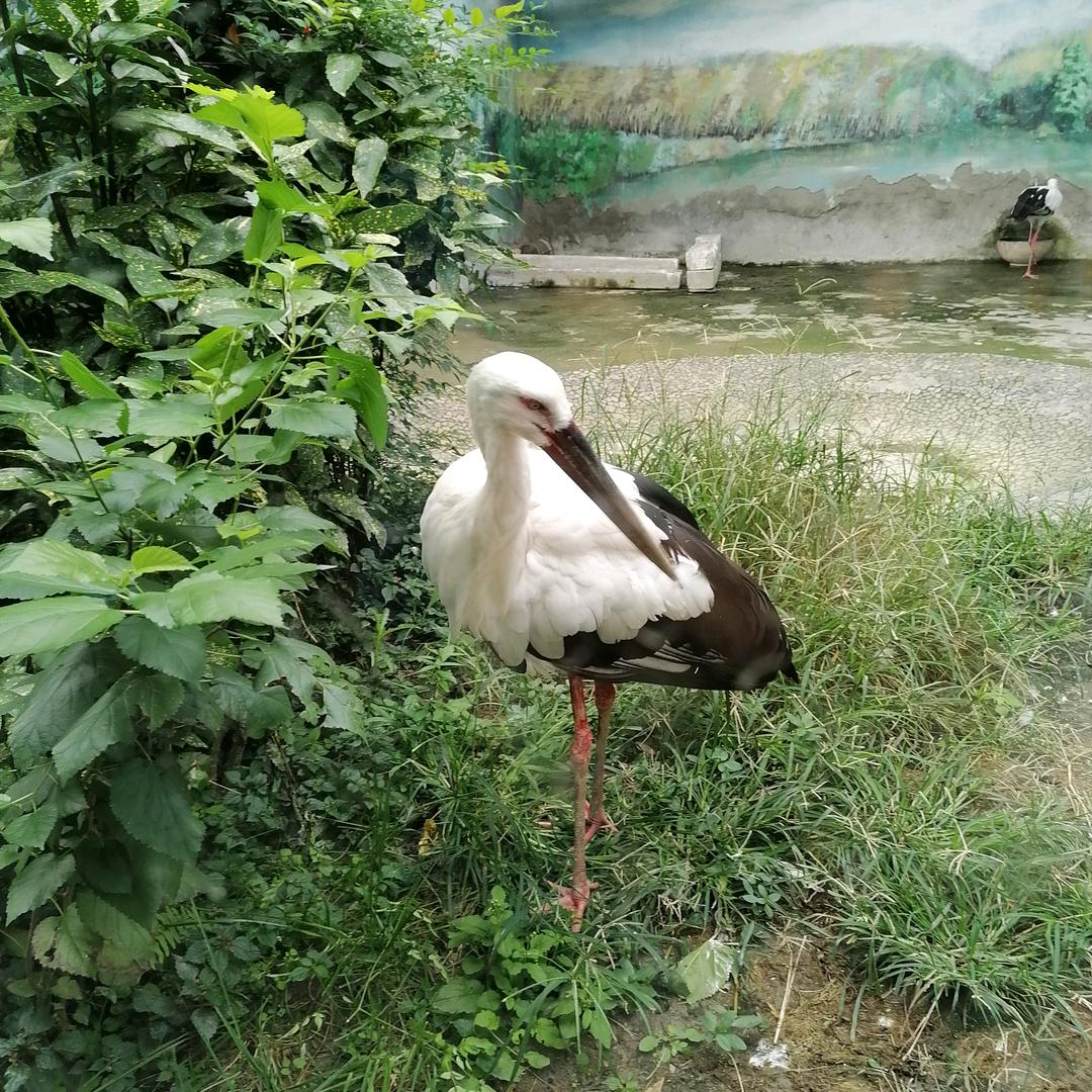 小邓