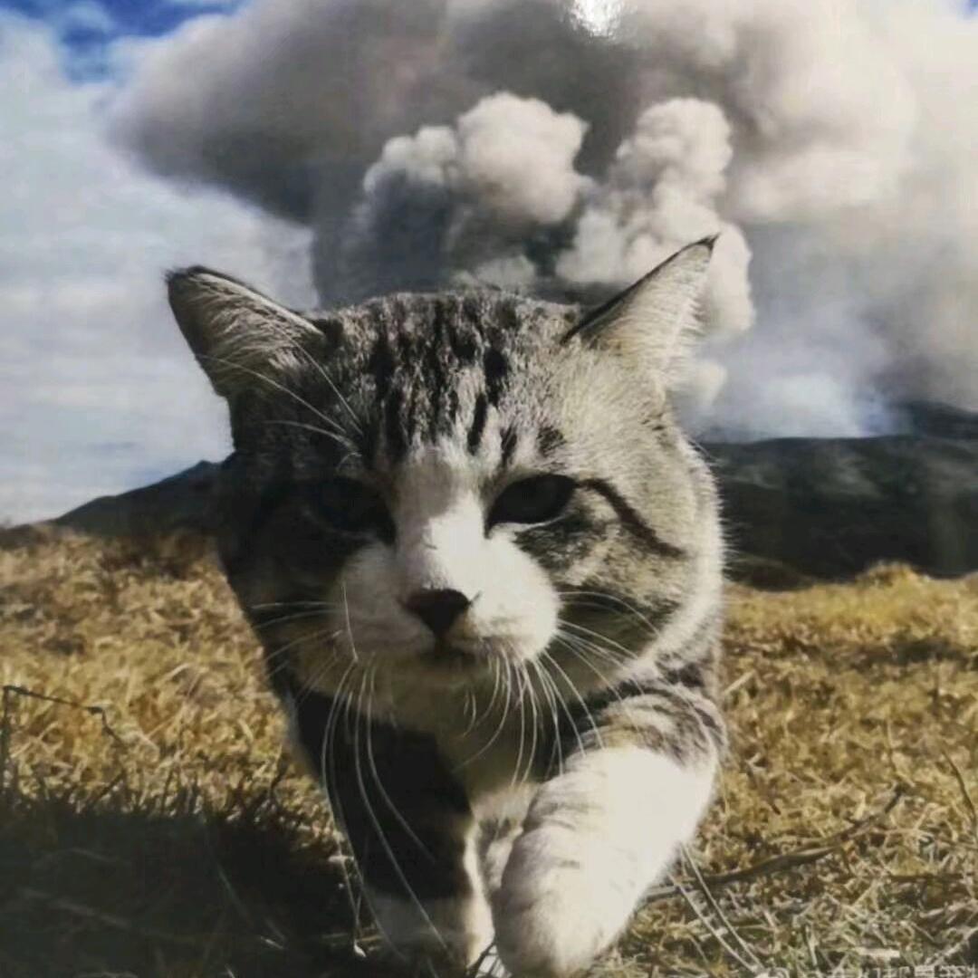 猫仔
