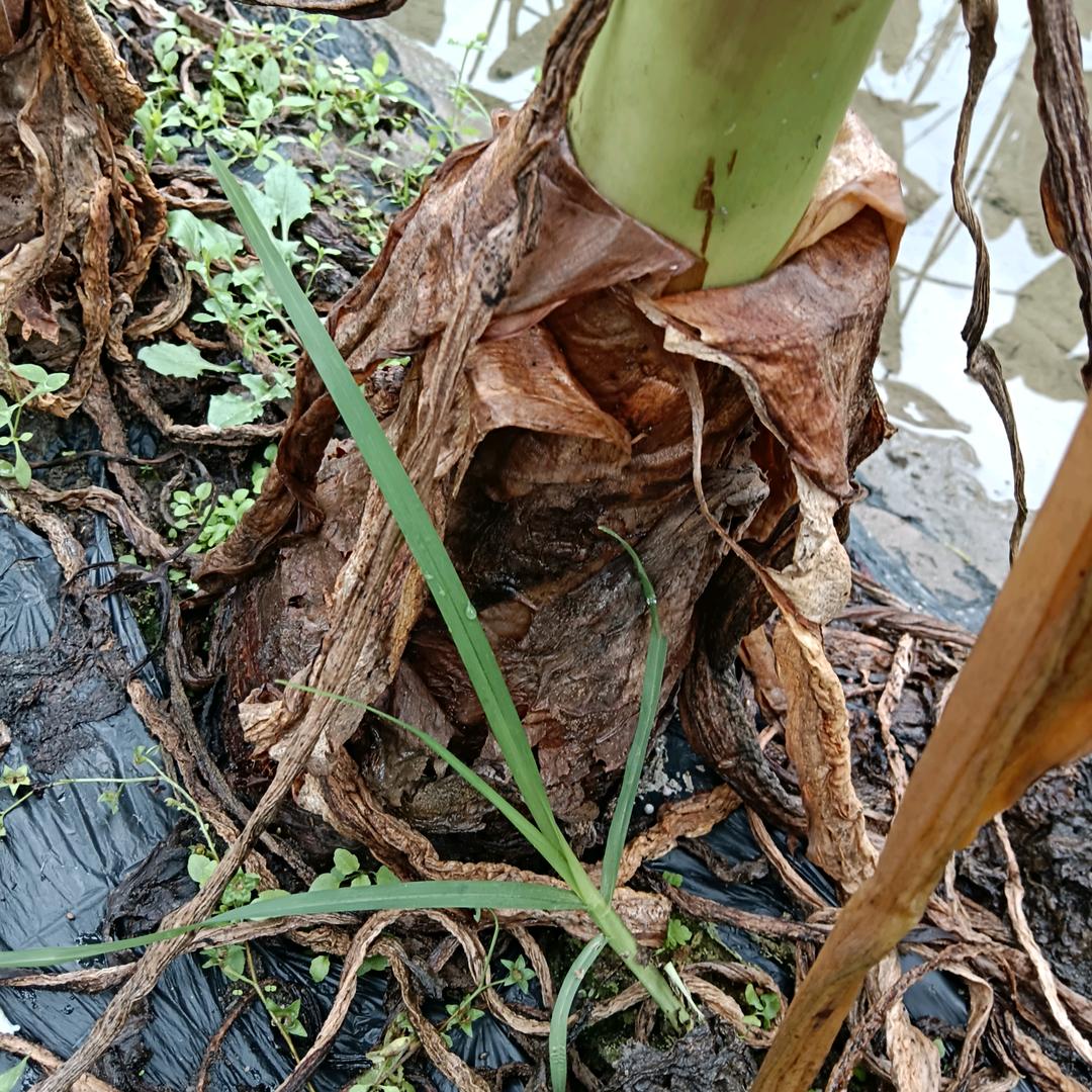 芋头哥
