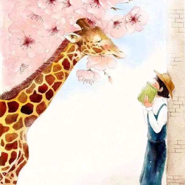 椰子贝壳