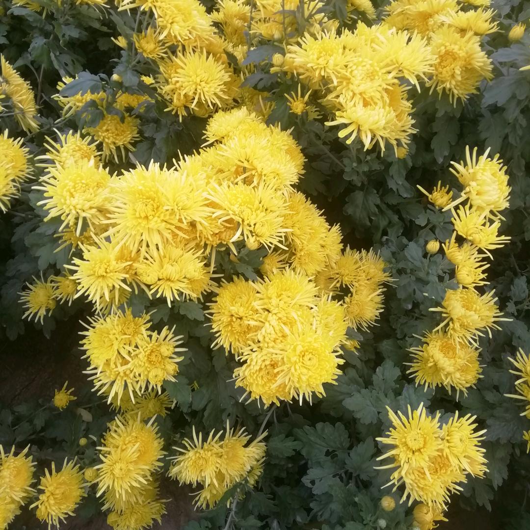 暖歌