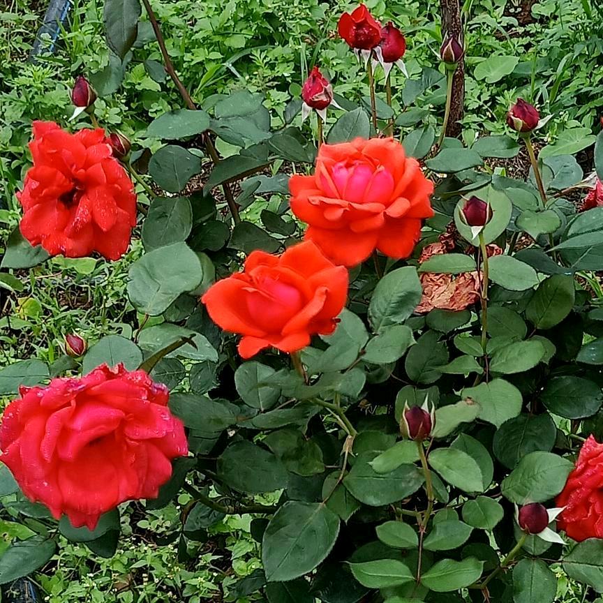 快乐时光小叫花